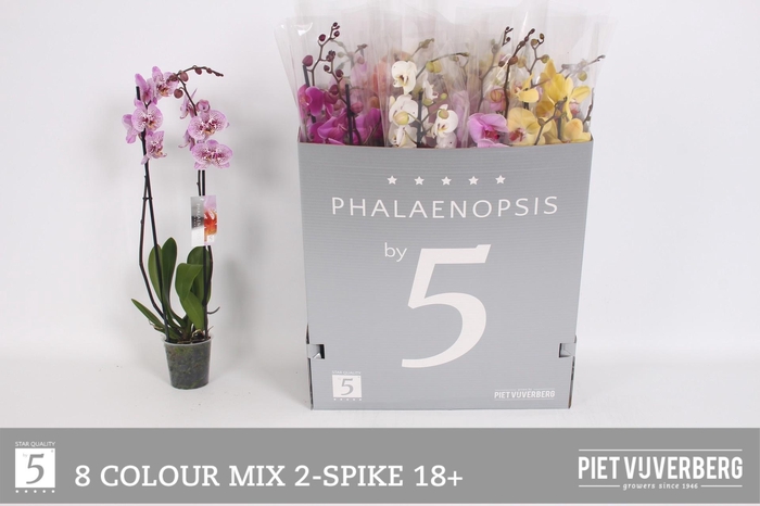 <h4>PHAL GEM 8 KL</h4>