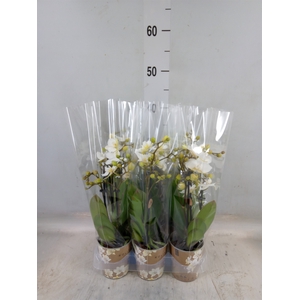 Phalaenopsis multi. 'Ant Zurich'