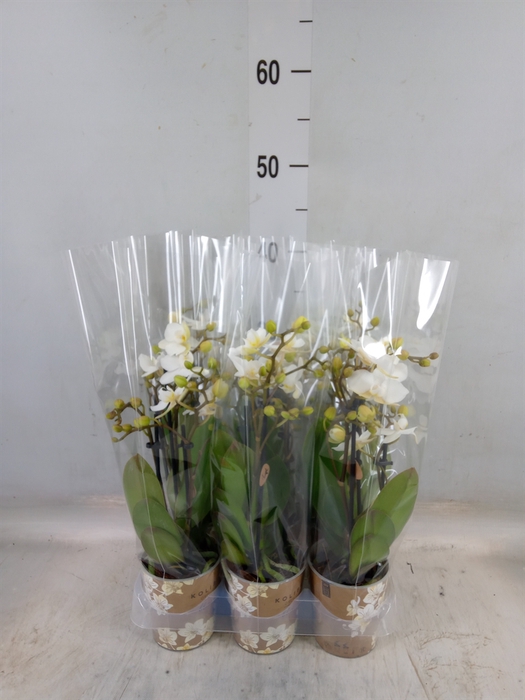 <h4>Phalaenopsis multi. 'Ant Zurich'</h4>