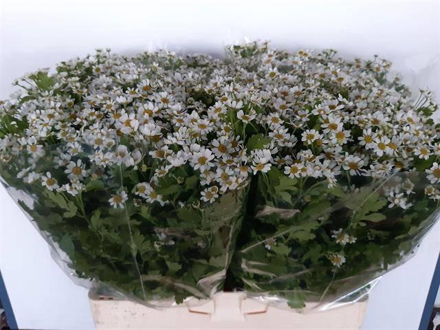 <h4>TANA PA CAMERON</h4>