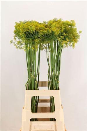 <h4>Anet Graveolens</h4>