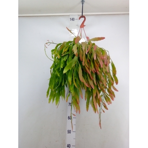 Pseudorhipsalis ramulosa