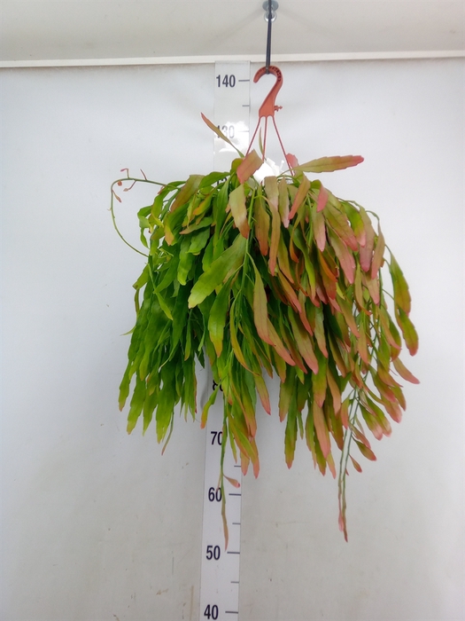 <h4>Pseudorhipsalis ramulosa</h4>