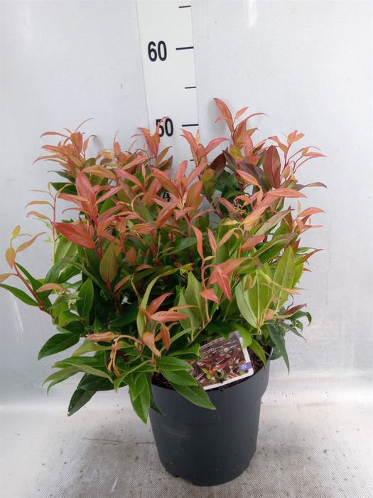 Leucothoe axillaris 'Zeblid'