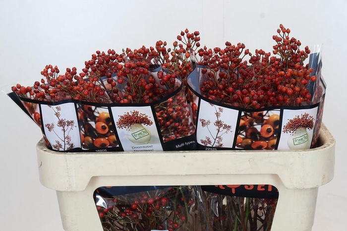 <h4>ROSA ROSEFR ELITE</h4>