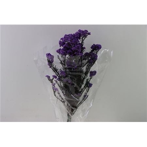 Dried Ozothamnus Lilac Bunch Slv