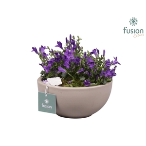 Schaal keramiek Moon Small grijs mat met Campanula 24uur levertijd