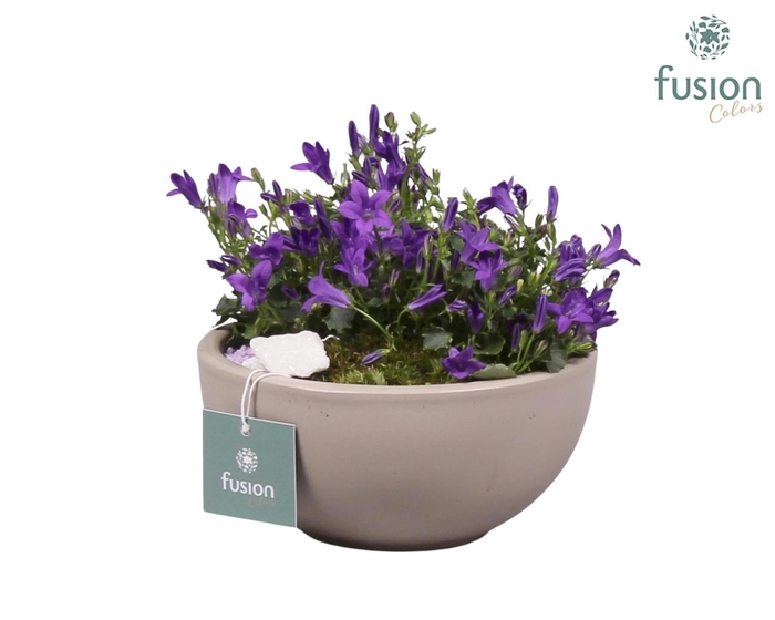 <h4>Schaal keramiek Moon Small grijs mat met Campanula 24uur levertijd</h4>