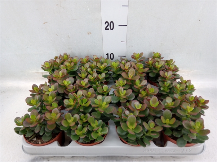 <h4>Crassula ovata 'Minor'</h4>