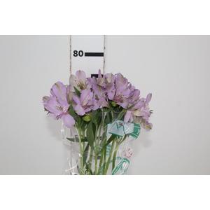 ALSTROEMERIA PLATINA 080 CM