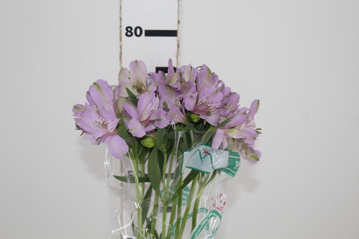 <h4>ALSTROEMERIA PLATINA 080 CM</h4>