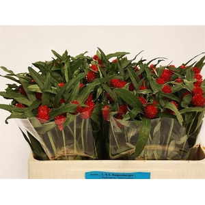 GOMPH GL STRAWBERRY