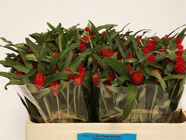 <h4>GOMPH GL STRAWBERRY</h4>