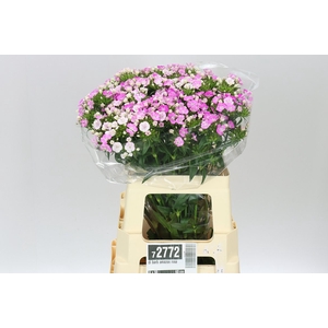 Di Barb Amazon Rose