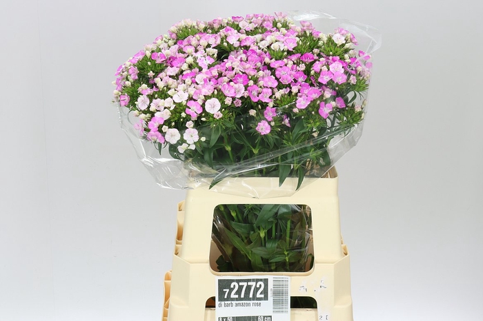 <h4>Di Barb Amazon Rose</h4>