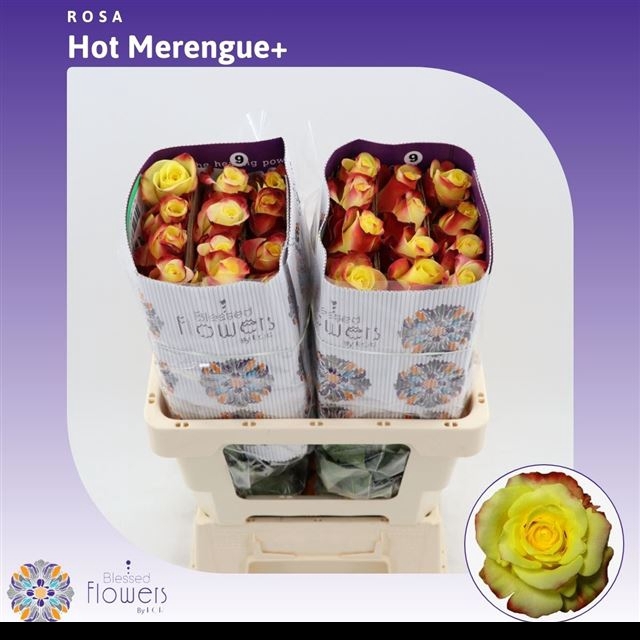 <h4>R GR HOT MERENGUE+</h4>