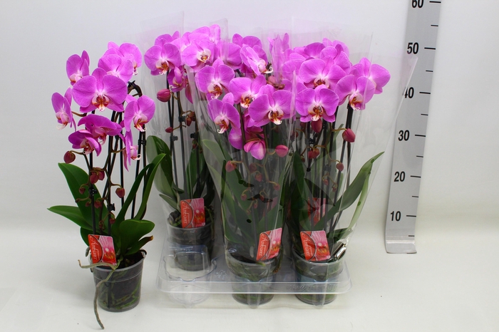 <h4>PHAL EL CASCADE</h4>