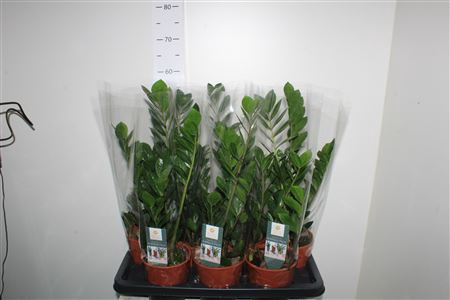 Zamio Zamiifolia 3-4++