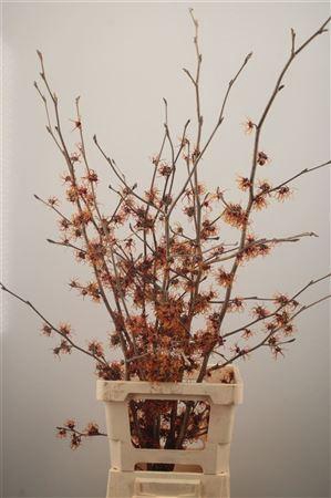 <h4>Hama Jelena</h4>