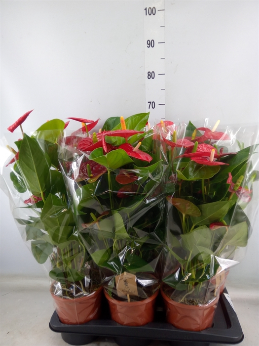 <h4>Anthurium andr. 'Jambo Red'</h4>