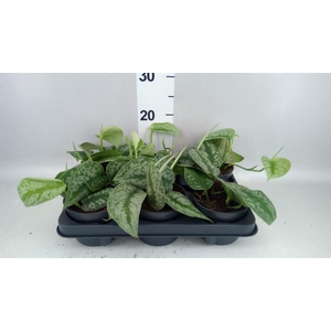 Scindapsus pictus 'Trebie'