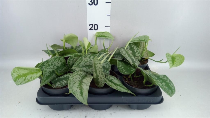 <h4>Scindapsus pictus 'Trebie'</h4>