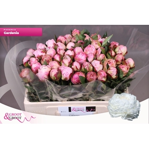 PAEONIA LACT. 'GARDENIA' PAEONIA GA