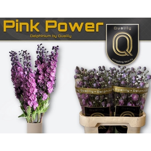 DELPH DU PINK POWER 90CM X40