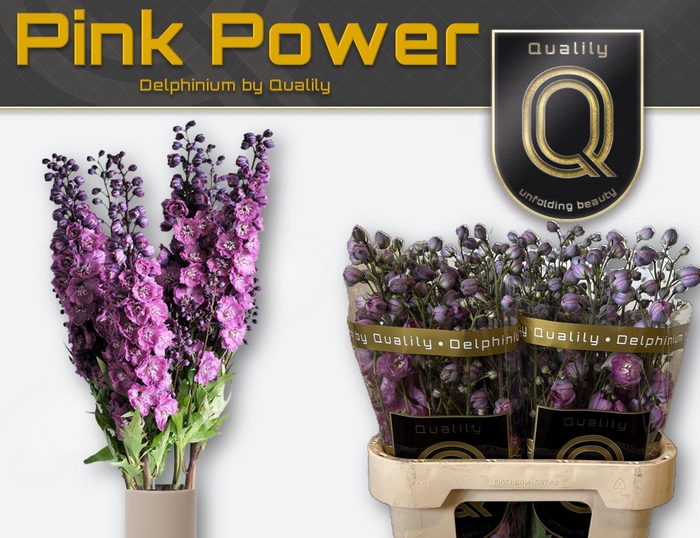 <h4>DELPH DU PINK POWER 90CM X40</h4>
