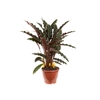 CALATHEA RUFIBARBA P19