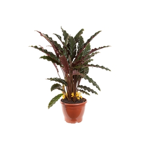 CALATHEA RUFIBARBA P19