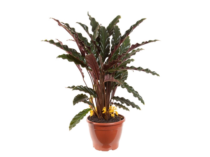 <h4>CALATHEA RUFIBARBA P19</h4>