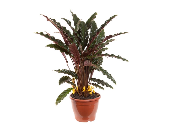 CALATHEA RUFIBARBA P19