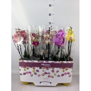 Phalaenopsis   ...mix 10