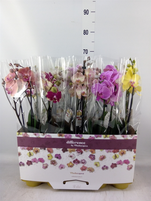 <h4>Phalaenopsis   ...mix 10</h4>