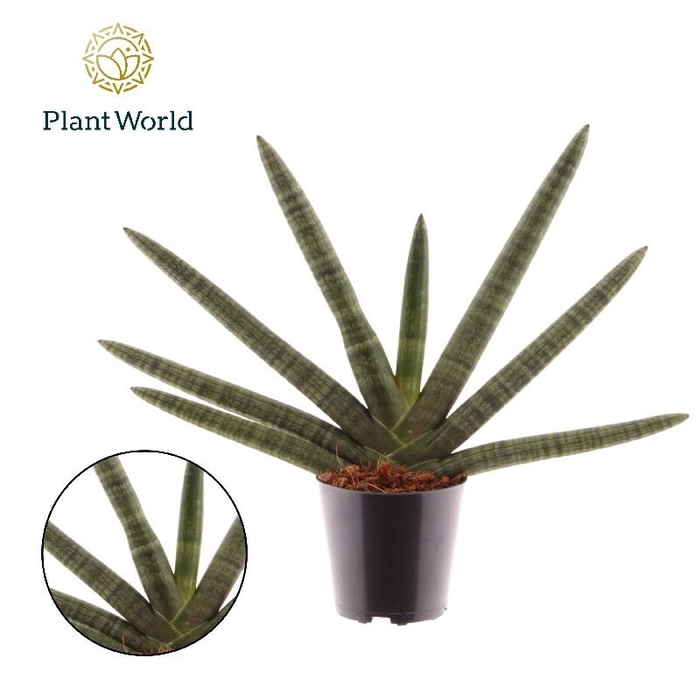 <h4>Sansevieria cylindrica overig Skyline - SSK12ZK00</h4>