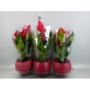 Anthurium  'Banderola Lava'
