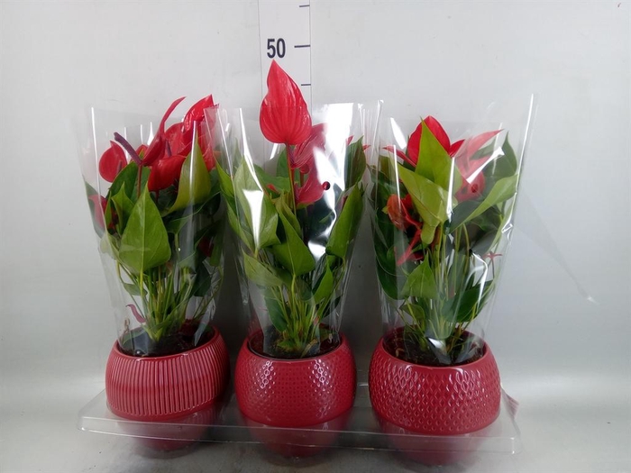 <h4>Anthurium 'Banderola Lava'</h4>