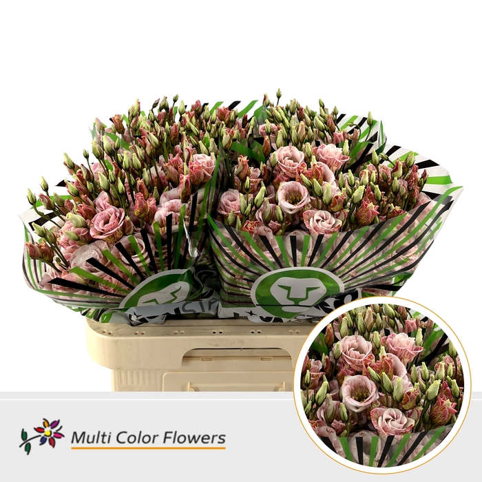 <h4>Eus G Apple Bandit</h4>