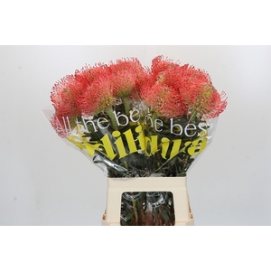 Nutans Ayoba Pink
