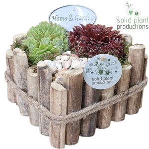 Arrangementen Sempervivum 6%