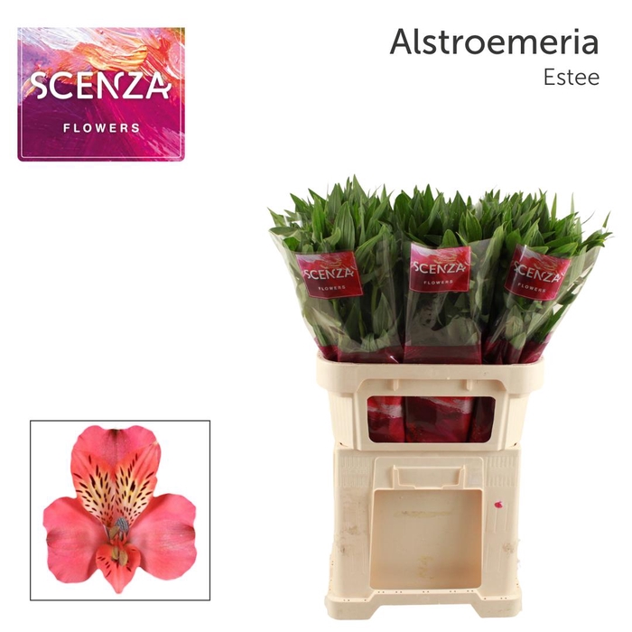 <h4>ALSTR ESTEE Scenza</h4>