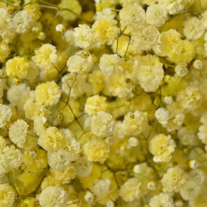 <h4>GYPS XLENCE TINTED YELLOW</h4>