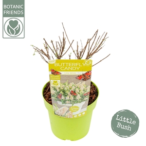 Buddleja Butterfly Candy 'Little White'®