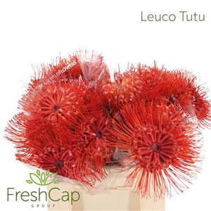Leuco Tutu
