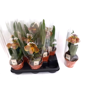 PAPH AMERIKA HYB GEM