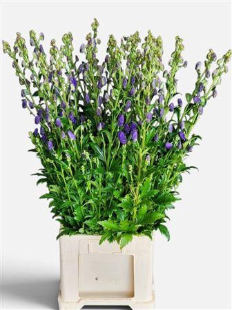 <h4>Aconitum Car Arendsii</h4>