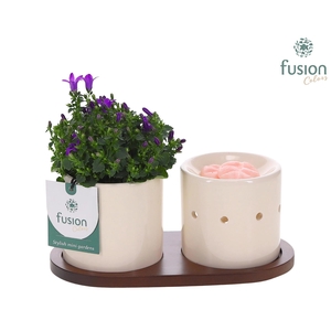 Fusion Scents keramiek Gift set plankje met Campanula 24uur levertijd