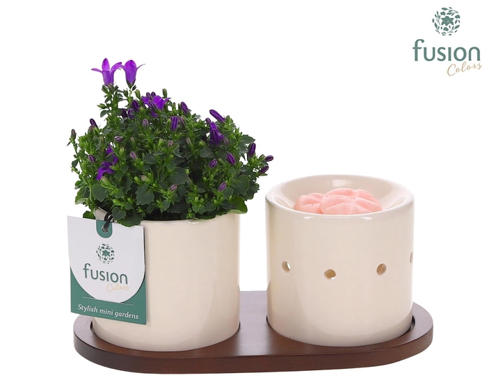 <h4>Fusion Scents keramiek Gift set plankje met Campanula 24uur levertijd</h4>