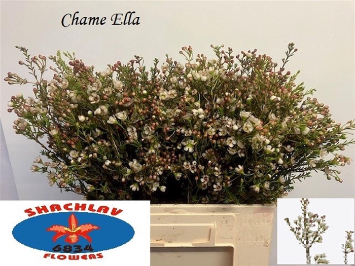 <h4>CHAME UN ELLA</h4>